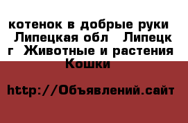 котенок в добрые руки - Липецкая обл., Липецк г. Животные и растения » Кошки   